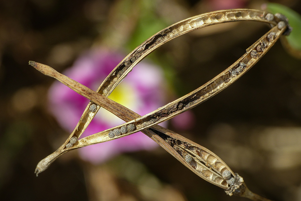 Bijou d'automne