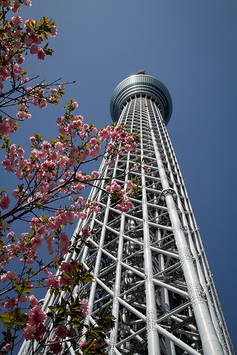 Skytree